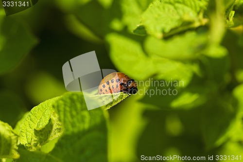 Image of   Colorado potato  