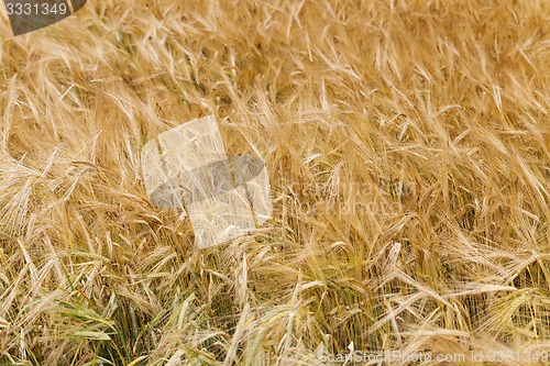 Image of ripened cereals  