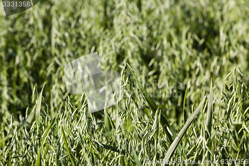 Image of ear in a field of oats  