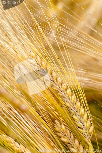 Image of ripened cereals  