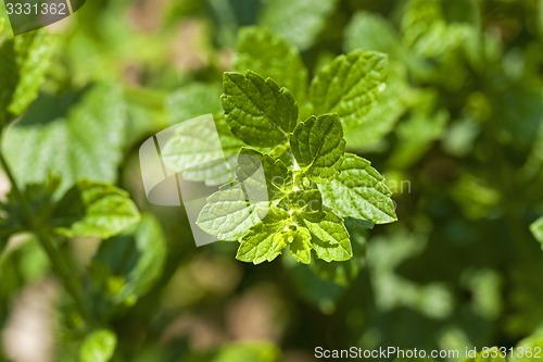 Image of leaves  