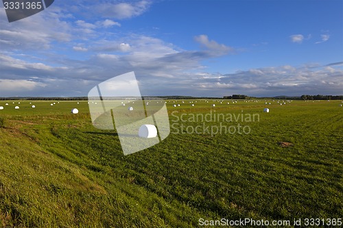 Image of packed grass  