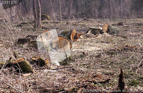 Image of srubleenny trees 