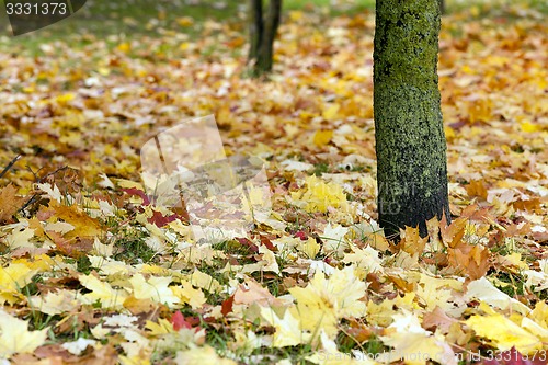 Image of fallen leaves  