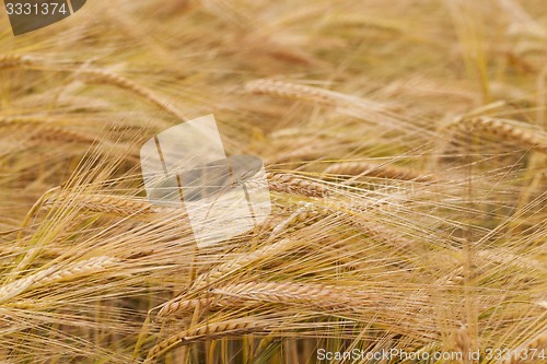 Image of ripened cereals  