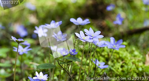 Image of spring flowers  