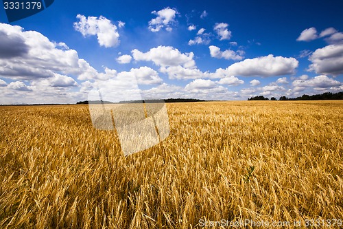 Image of wheat field  