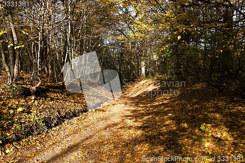 Image of trees in the fall  