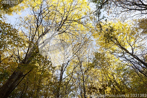 Image of the autumn wood 