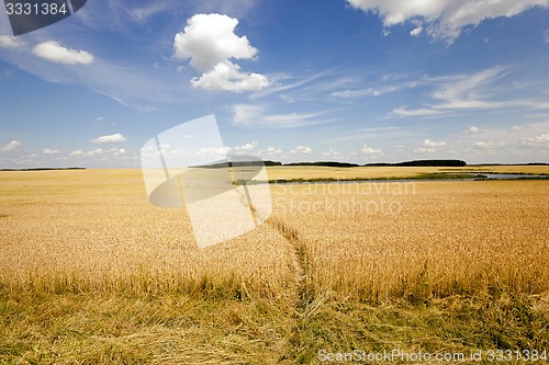 Image of footpath in the field  