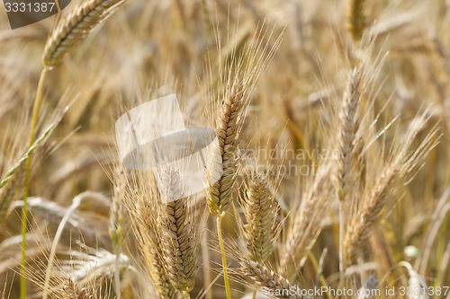 Image of ripened cereals  