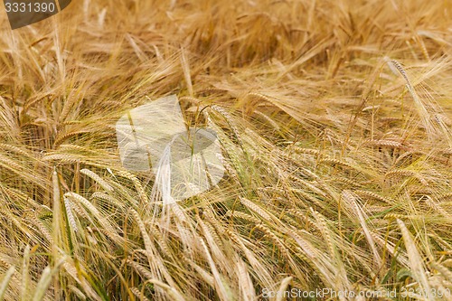 Image of ripened cereals  