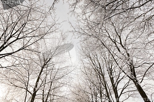 Image of winter trees  