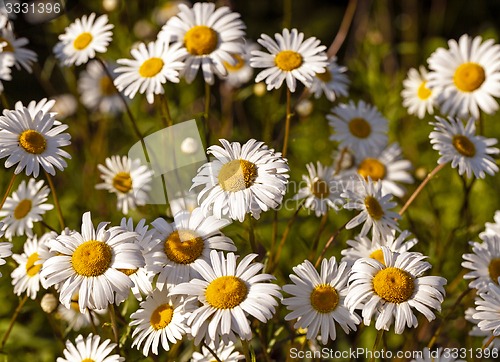 Image of chamomile flowers 