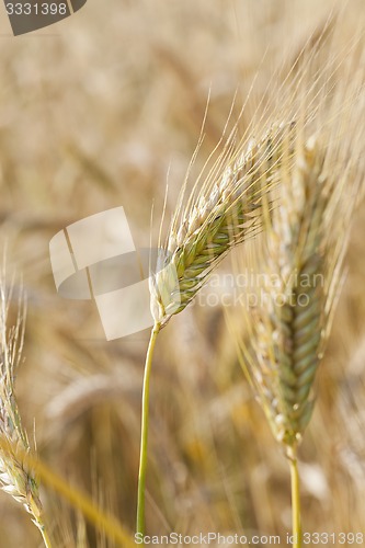 Image of ripened cereals  