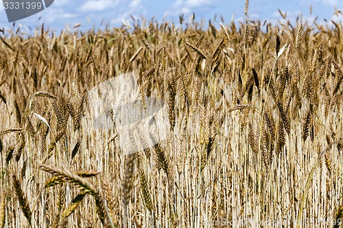 Image of ripened cereals  