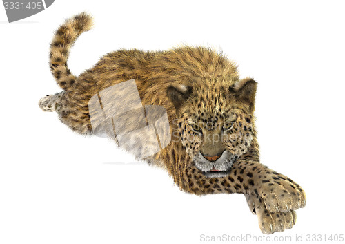 Image of Big Cat Leopard