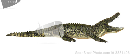 Image of American Alligator