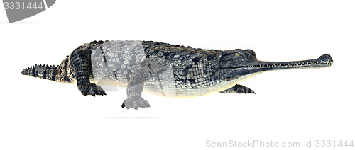 Image of Gharial