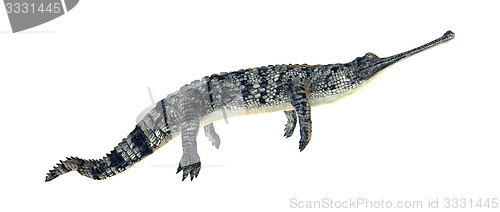 Image of Gharial