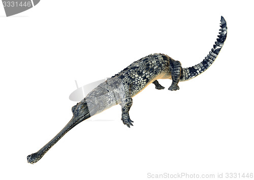 Image of Gharial