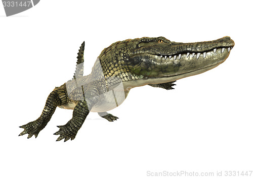 Image of American Alligator