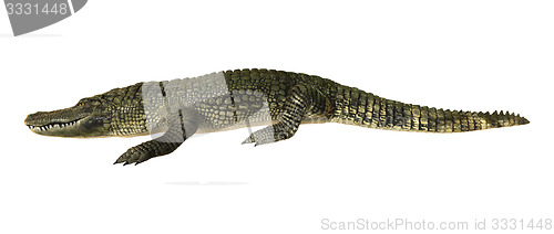 Image of American Alligator