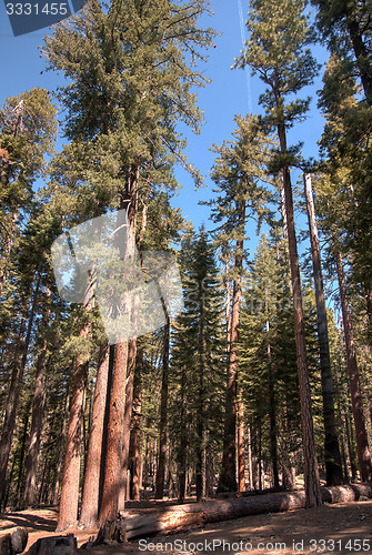 Image of Giant Sequoia in Yosemite