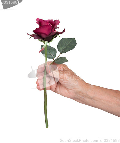 Image of Old hand giving a rose