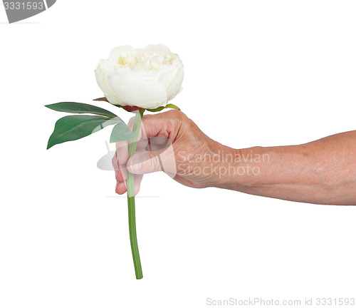 Image of Old hand giving a rose