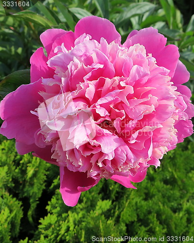 Image of Peony