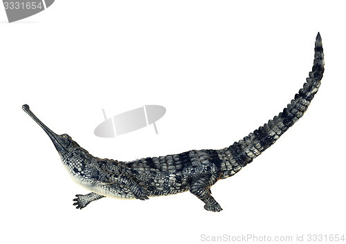 Image of Gharial