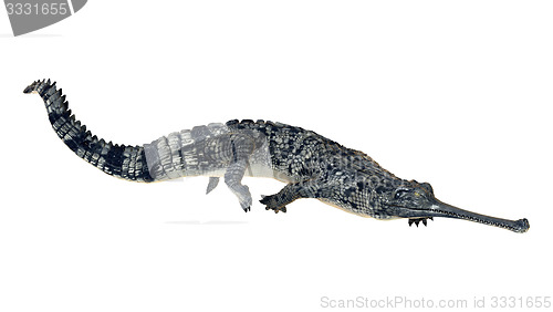 Image of Gharial