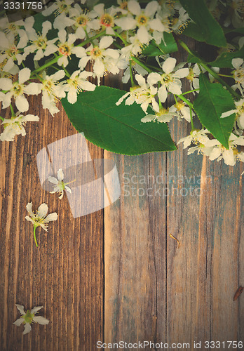 Image of branch of blossom bird cherry