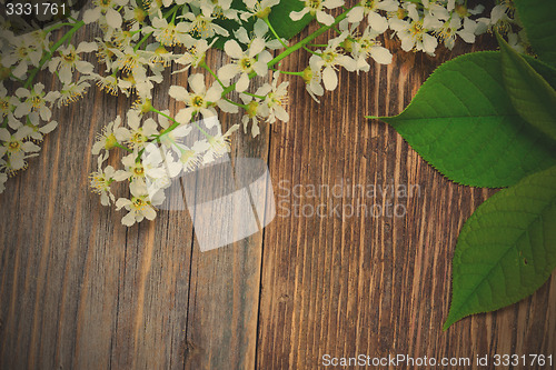 Image of bird cherry