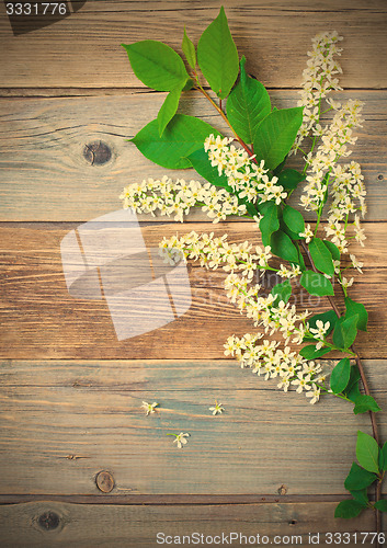 Image of still life with branch of blossom bird cherry