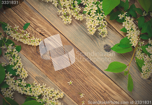 Image of blossom bird cherry