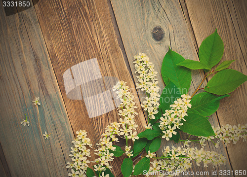 Image of branch of blossom bird cherry on aged boards antique table