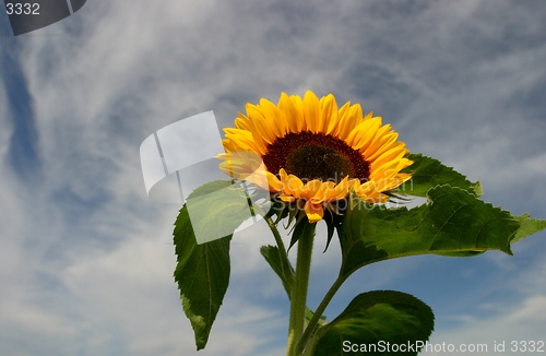 Image of sunflower agains cloudy sky