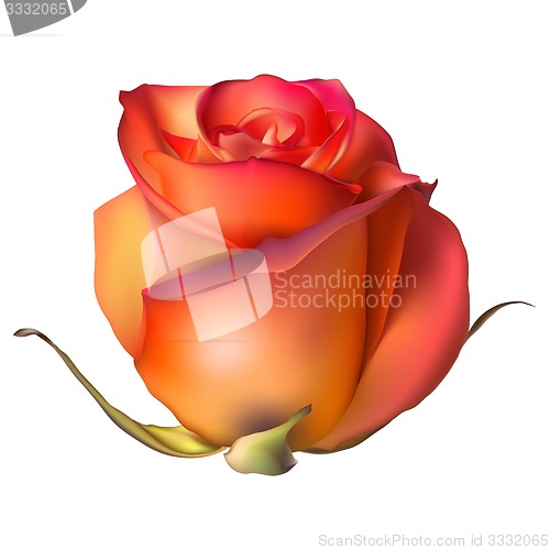 Image of Orange Rose Flower isolated. EPS 10