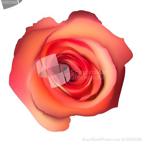 Image of Orange Rose Flower isolated. EPS 10