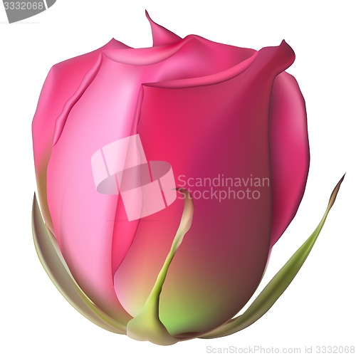 Image of Isolated flowers Rose. EPS 10