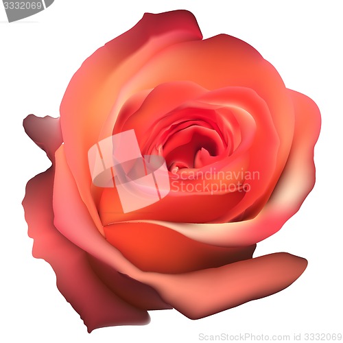 Image of Orange Rose Flower isolated. EPS 10