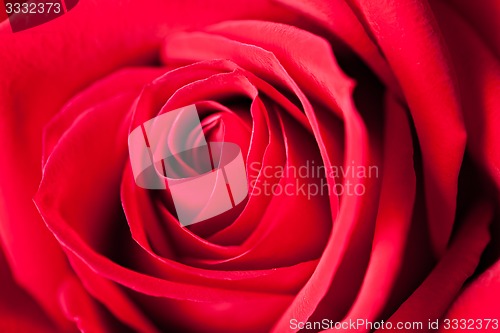 Image of Red Rose Macro