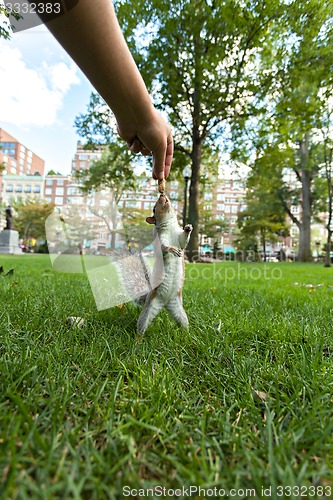 Image of Feeding Wild Squirrel a Peanut