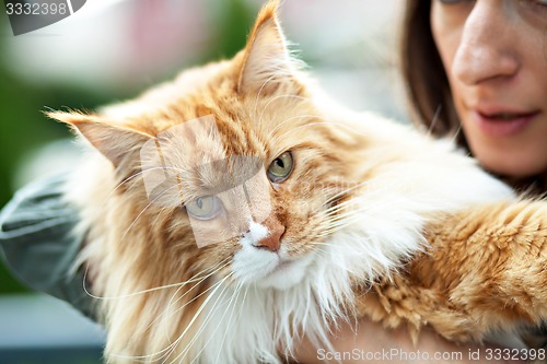 Image of Maine Coon Cat Owner
