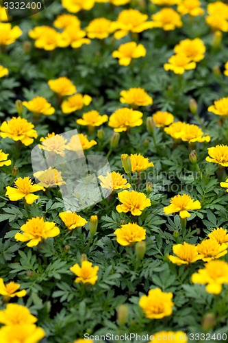 Image of Marigold Flowers Closeup