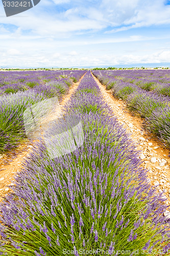 Image of Lavander field