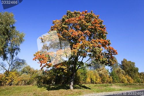 Image of yellowing tree 