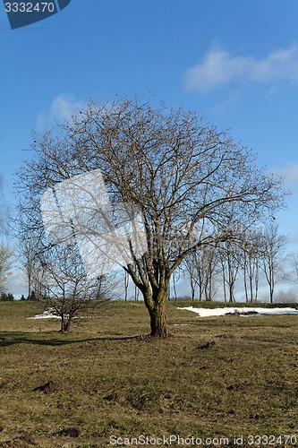 Image of trees in the spring  